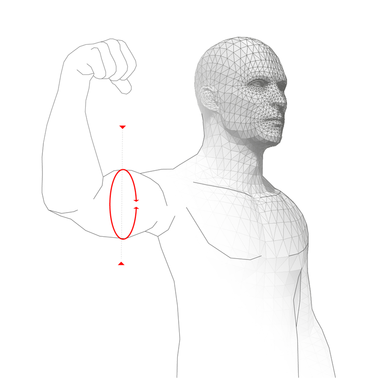 MUSCLE CIRCUMFERENCE