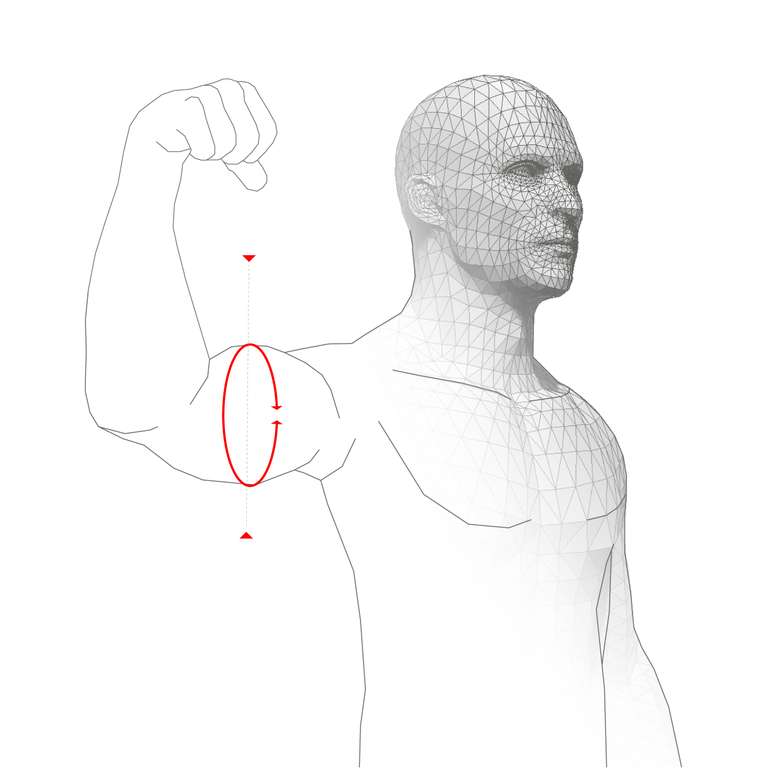 MUSCLE CIRCUMFERENCE